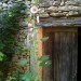 Hollyhock thumbnail